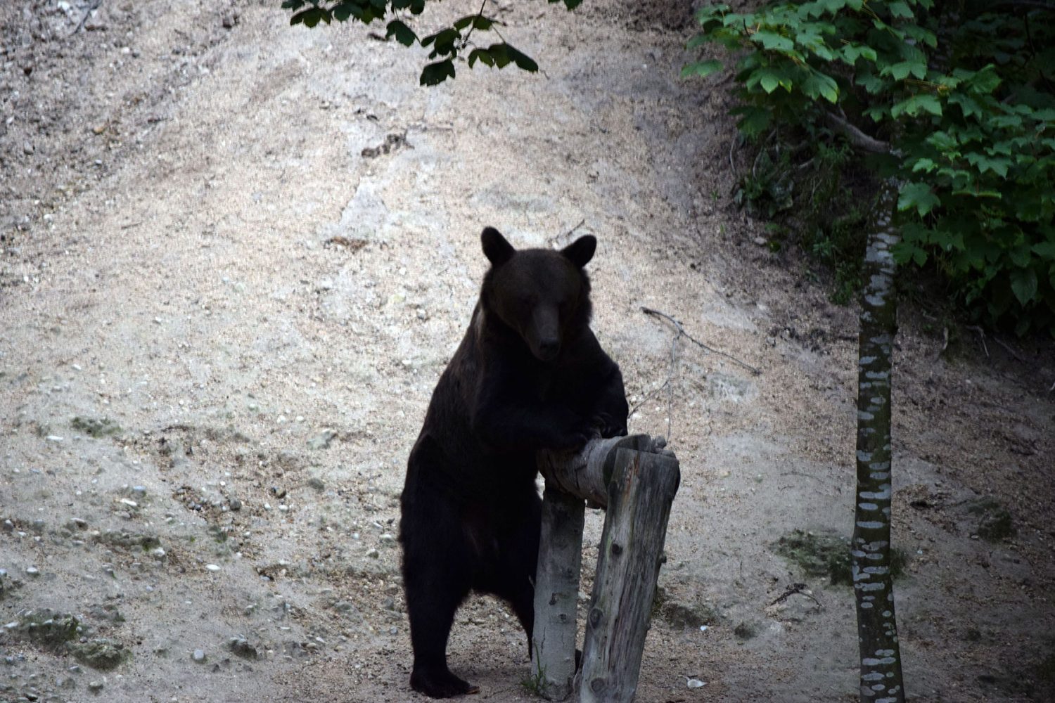 Wild-bear-watching