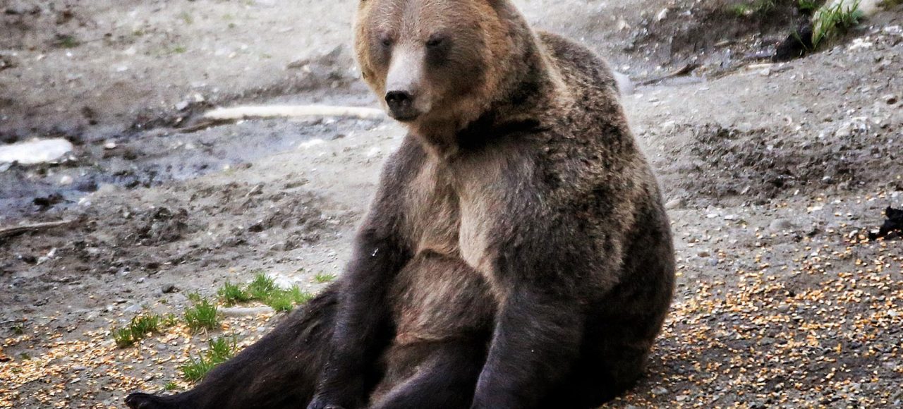 Wild-bear-watching