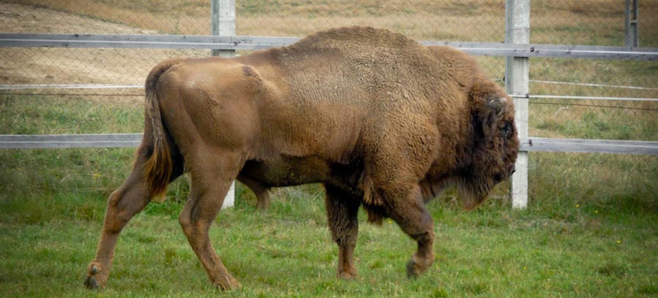 European-bison-reservation