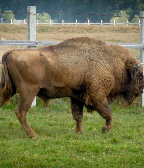 European-bison-reservation